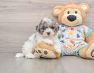 6 week old Havapoo Puppy For Sale - Pilesgrove Pups