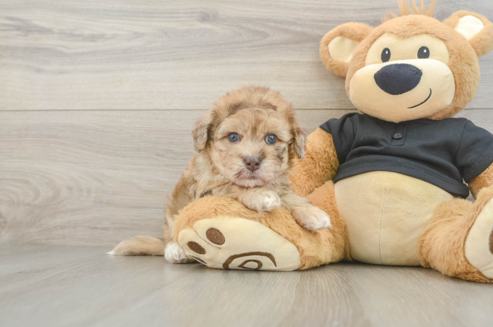 5 week old Havapoo Puppy For Sale - Pilesgrove Pups