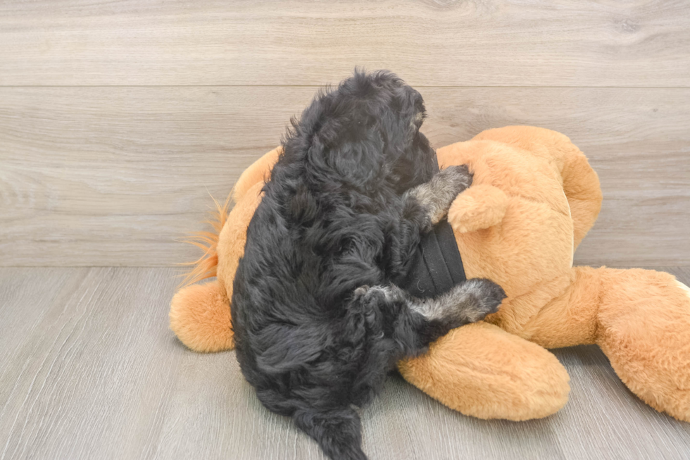 Playful Havadoodle Poodle Mix Puppy