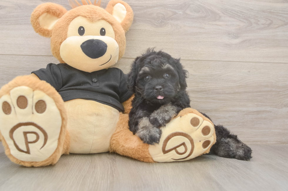 6 week old Havapoo Puppy For Sale - Pilesgrove Pups