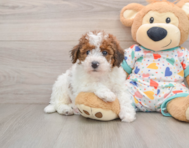 6 week old Havapoo Puppy For Sale - Pilesgrove Pups