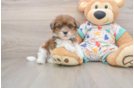 Little Havadoodle Poodle Mix Puppy