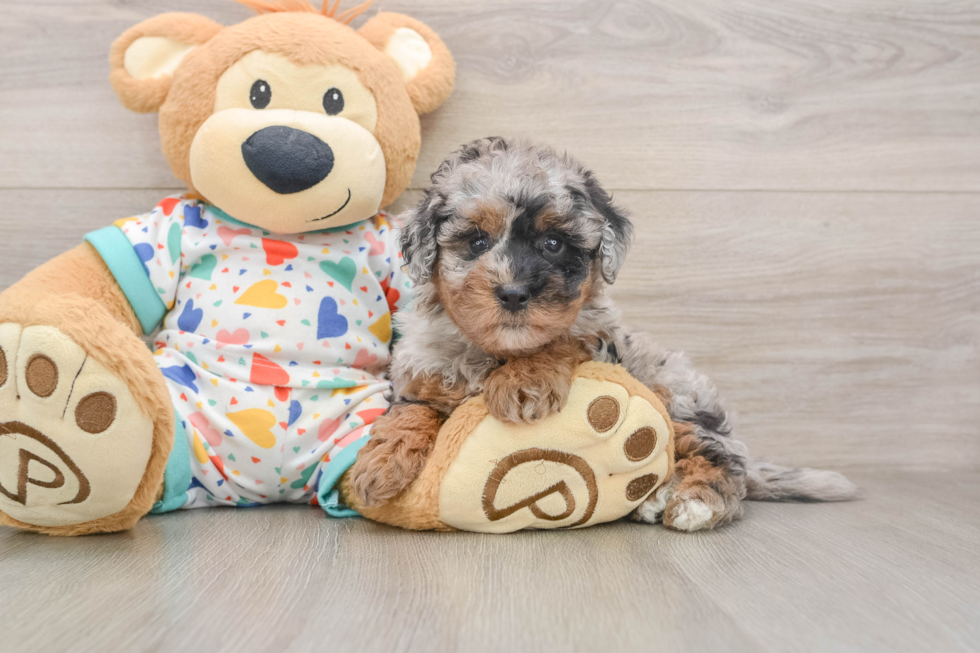 Havapoo Puppy for Adoption