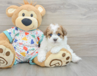 7 week old Havapoo Puppy For Sale - Pilesgrove Pups