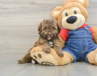 6 week old Havapoo Puppy For Sale - Pilesgrove Pups
