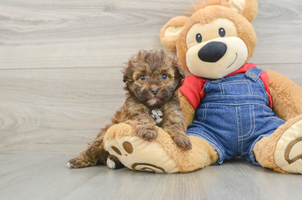 5 week old Havapoo Puppy For Sale - Pilesgrove Pups