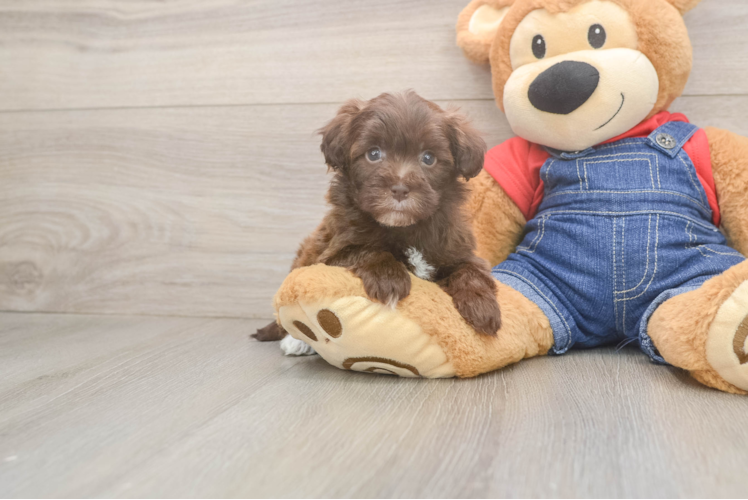 Popular Havapoo Poodle Mix Pup