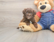 8 week old Havapoo Puppy For Sale - Pilesgrove Pups