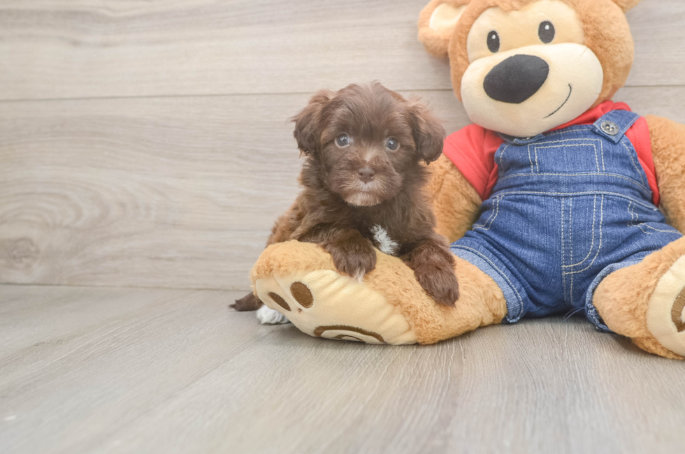 6 week old Havapoo Puppy For Sale - Pilesgrove Pups