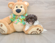 7 week old Havapoo Puppy For Sale - Pilesgrove Pups