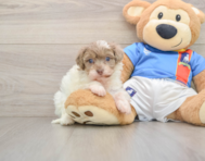 8 week old Havapoo Puppy For Sale - Pilesgrove Pups