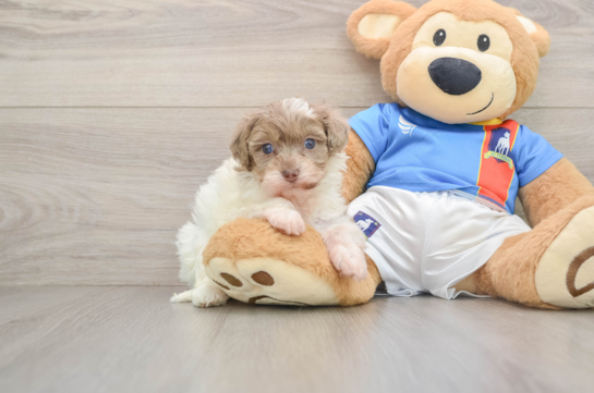 Energetic Havadoodle Poodle Mix Puppy