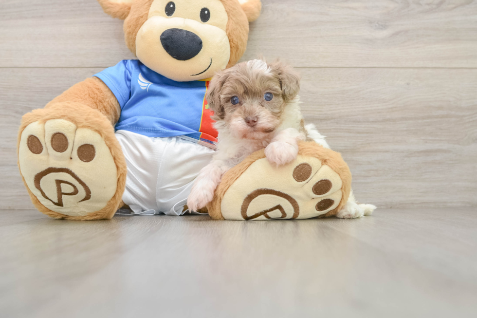 Smart Havapoo Poodle Mix Pup