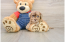 Best Havapoo Baby