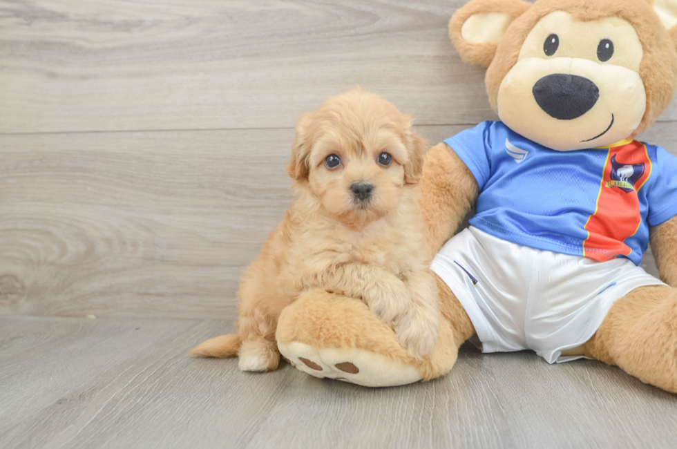 5 week old Havapoo Puppy For Sale - Pilesgrove Pups