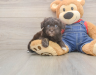 7 week old Havapoo Puppy For Sale - Pilesgrove Pups
