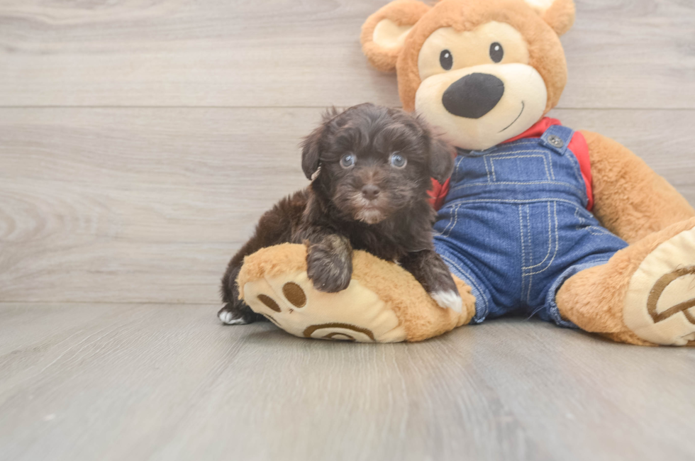 6 week old Havapoo Puppy For Sale - Pilesgrove Pups