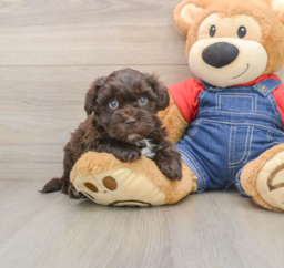 7 week old Havapoo Puppy For Sale - Pilesgrove Pups