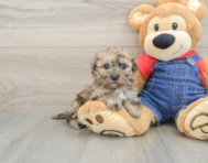 6 week old Havapoo Puppy For Sale - Pilesgrove Pups
