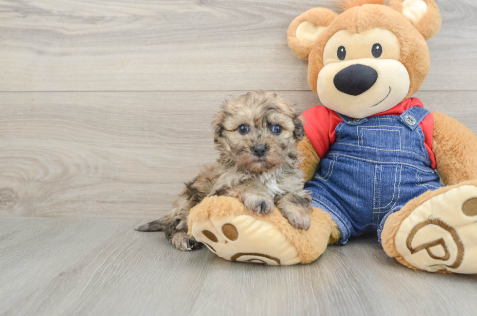 5 week old Havapoo Puppy For Sale - Pilesgrove Pups