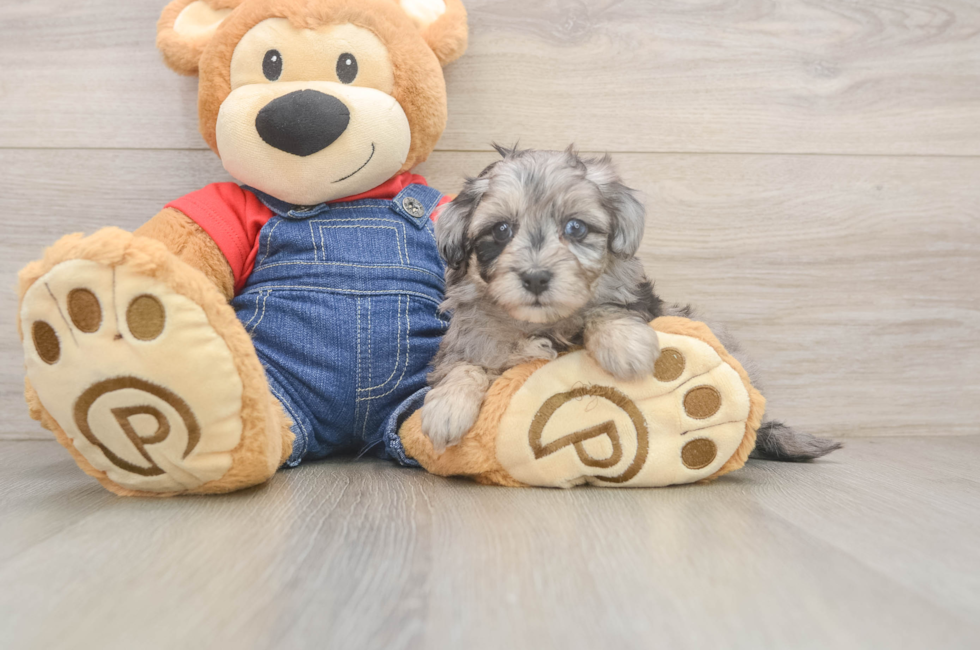 6 week old Havapoo Puppy For Sale - Pilesgrove Pups