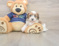 7 week old Havapoo Puppy For Sale - Pilesgrove Pups