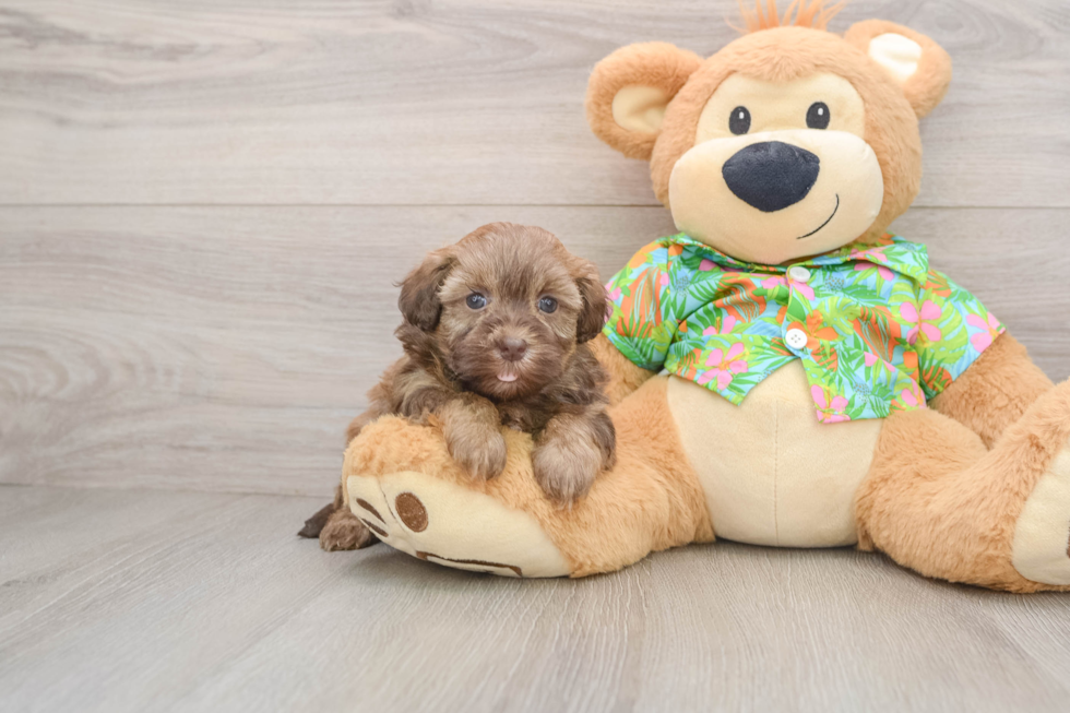 Best Havapoo Baby