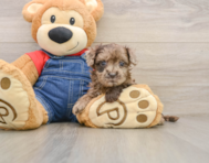 7 week old Havapoo Puppy For Sale - Pilesgrove Pups