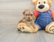 6 week old Havapoo Puppy For Sale - Pilesgrove Pups