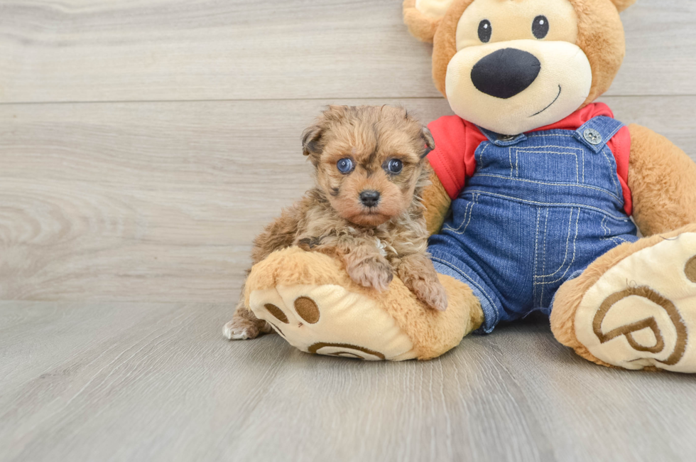 5 week old Havapoo Puppy For Sale - Pilesgrove Pups