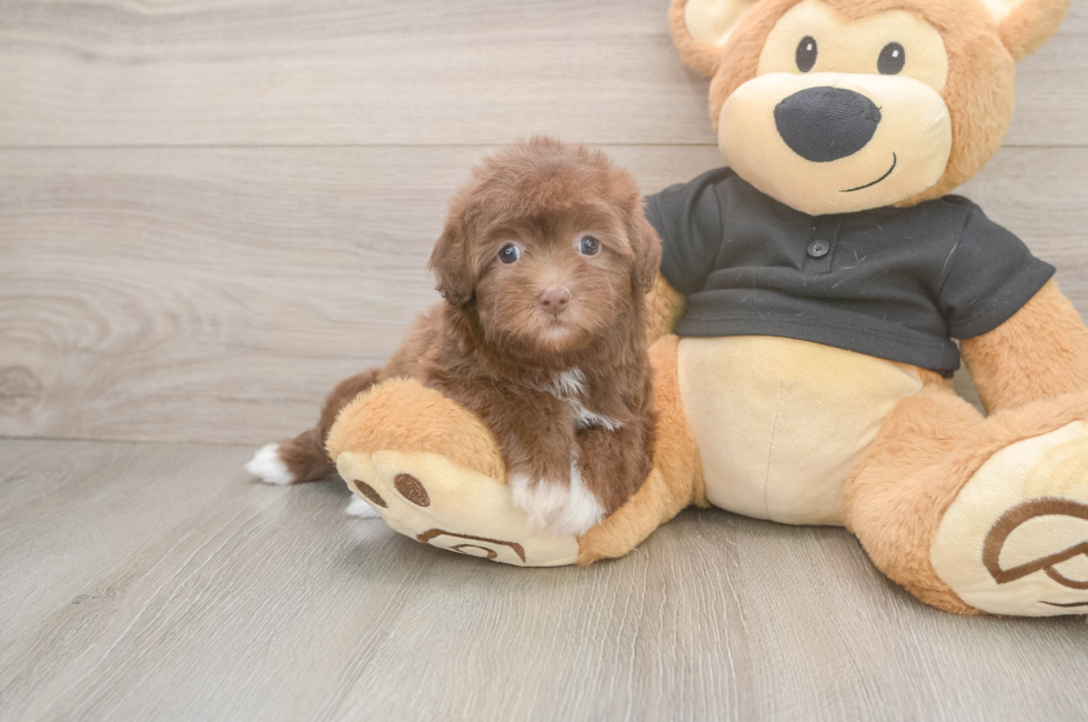 6 week old Havapoo Puppy For Sale - Pilesgrove Pups