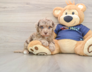 8 week old Havapoo Puppy For Sale - Pilesgrove Pups