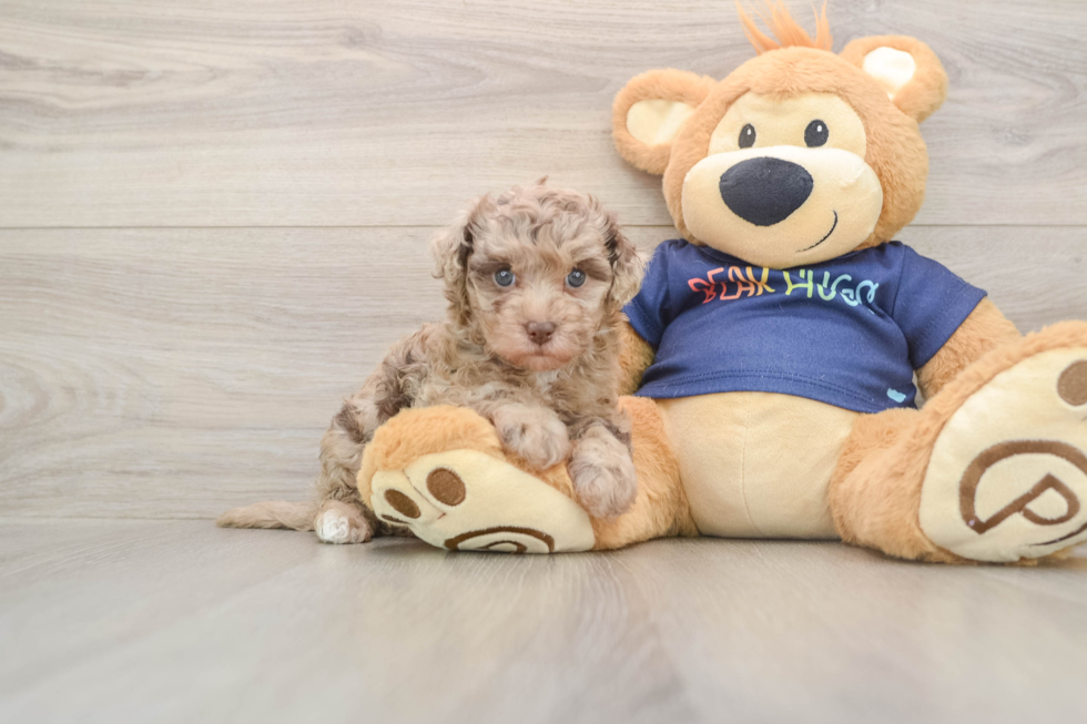 Havapoo Pup Being Cute