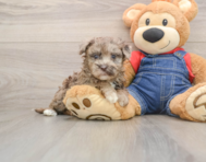 7 week old Havapoo Puppy For Sale - Pilesgrove Pups