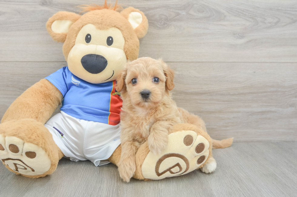 5 week old Havapoo Puppy For Sale - Pilesgrove Pups