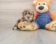 8 week old Havapoo Puppy For Sale - Pilesgrove Pups