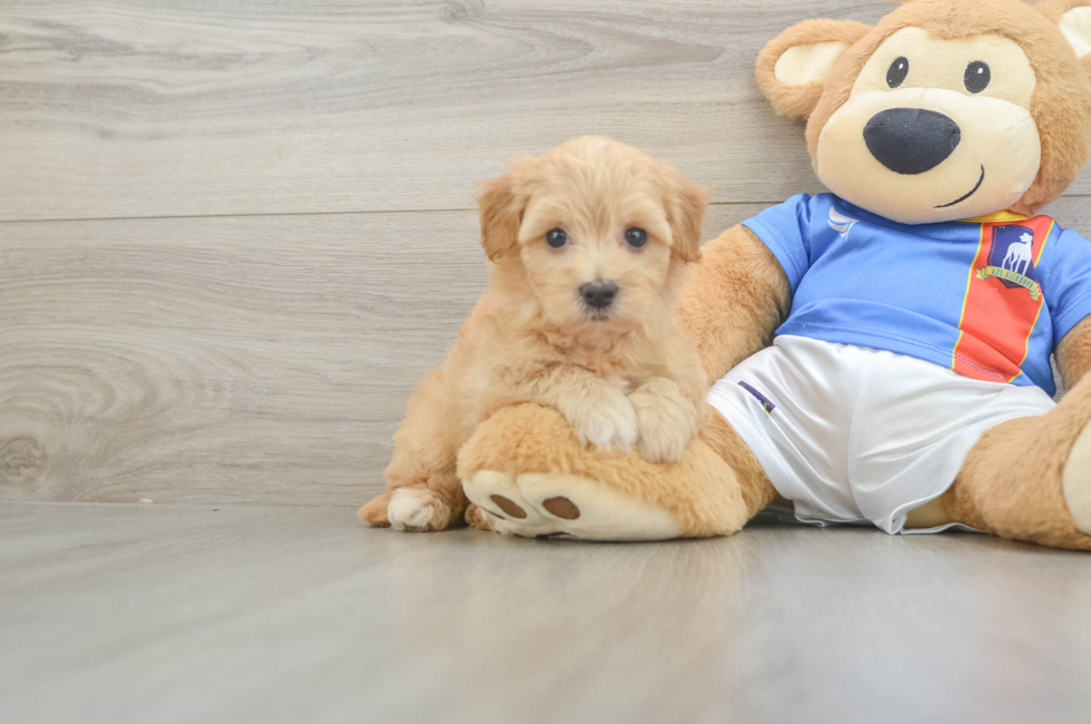 5 week old Havapoo Puppy For Sale - Pilesgrove Pups