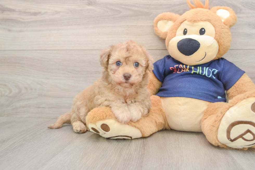 Best Havapoo Baby