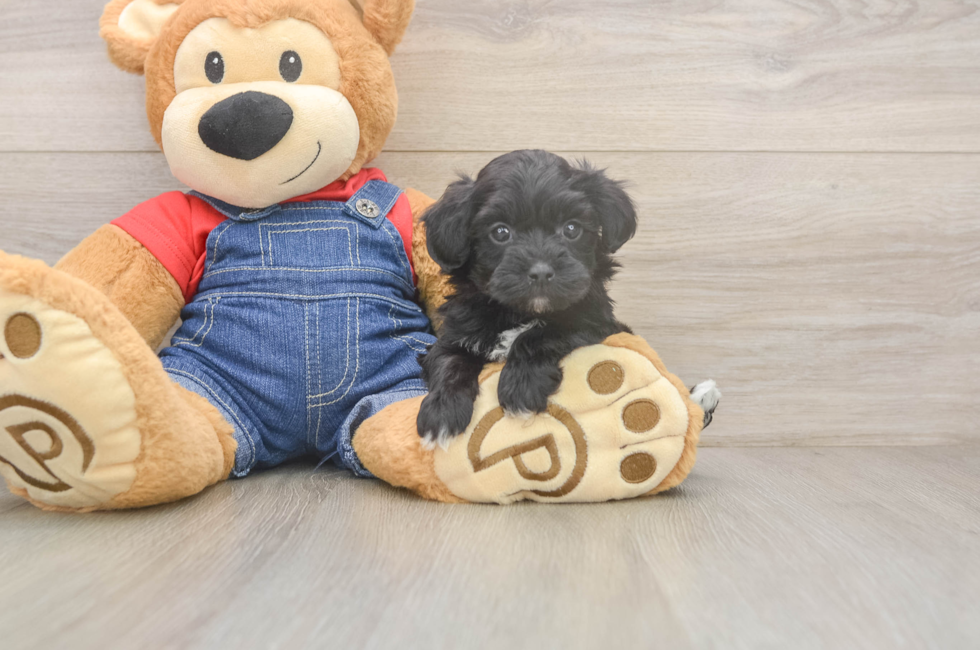 6 week old Havapoo Puppy For Sale - Pilesgrove Pups