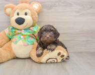 7 week old Havapoo Puppy For Sale - Pilesgrove Pups