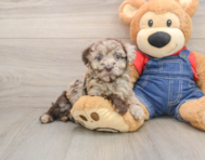 7 week old Havapoo Puppy For Sale - Pilesgrove Pups