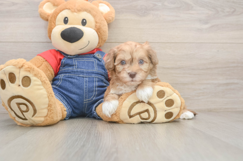 6 week old Havapoo Puppy For Sale - Pilesgrove Pups