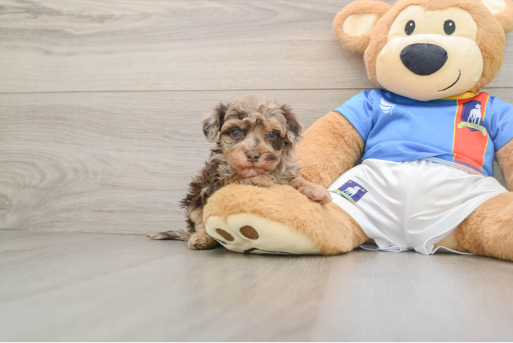 Popular Havapoo Poodle Mix Pup