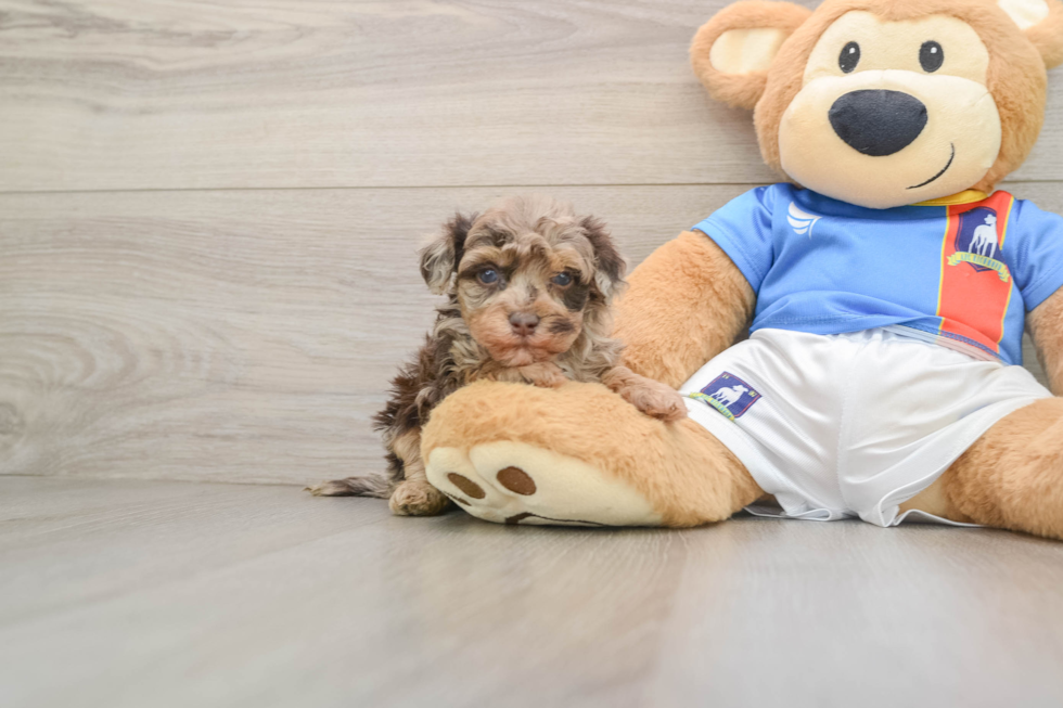 Popular Havapoo Poodle Mix Pup