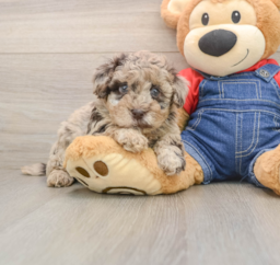 9 week old Havapoo Puppy For Sale - Pilesgrove Pups