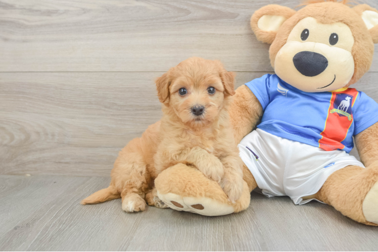 Havapoo Puppy for Adoption