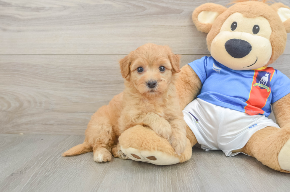 5 week old Havapoo Puppy For Sale - Pilesgrove Pups