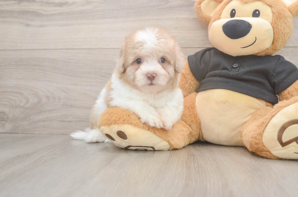 6 week old Havapoo Puppy For Sale - Pilesgrove Pups