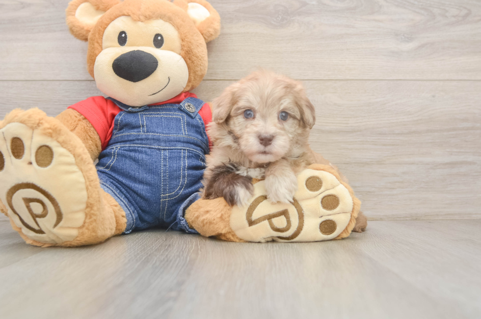 6 week old Havapoo Puppy For Sale - Pilesgrove Pups