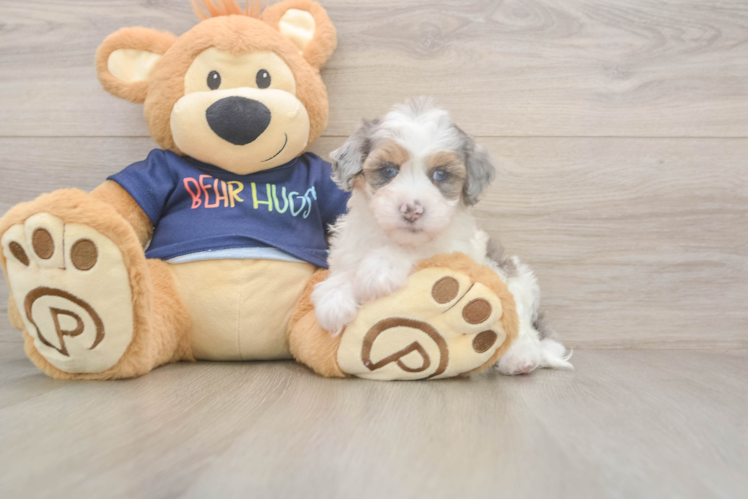 Havapoo Puppy for Adoption